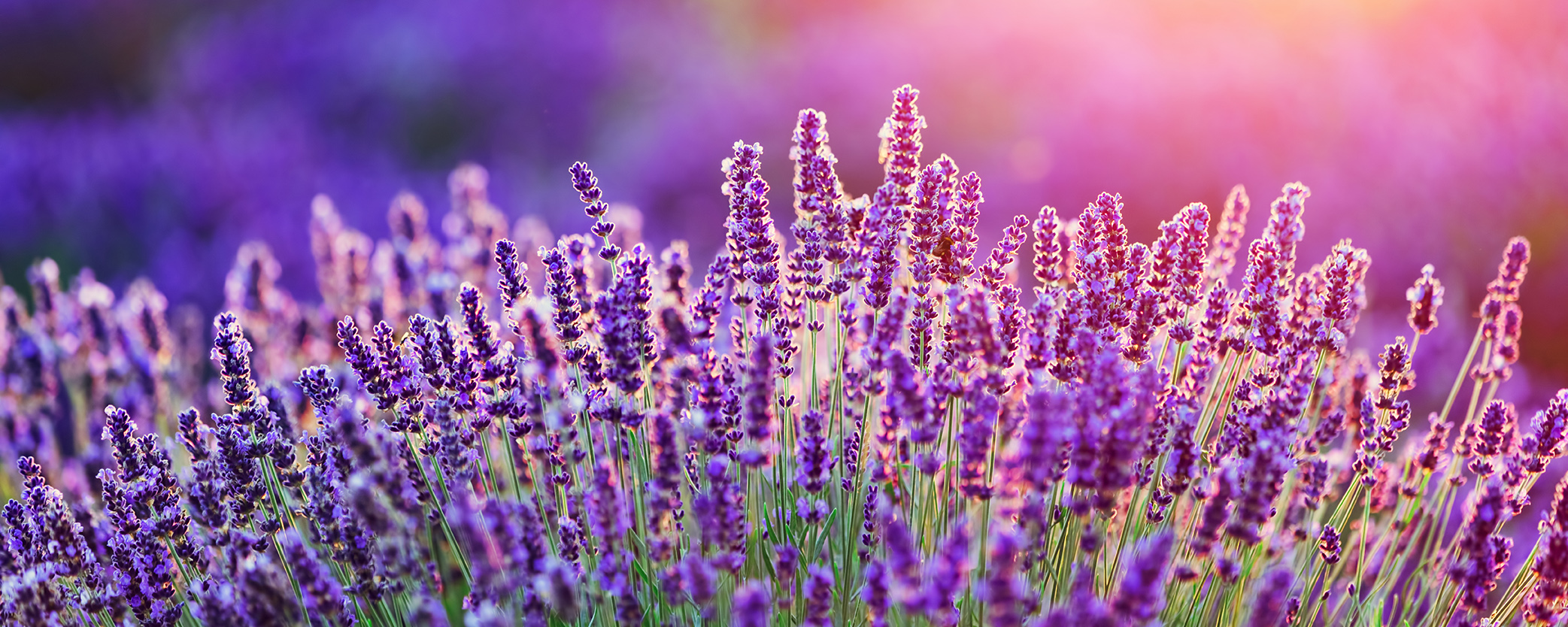 Lavender flowers on the field at sunset.