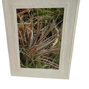 Card - Succulent Thin - Valued at $5