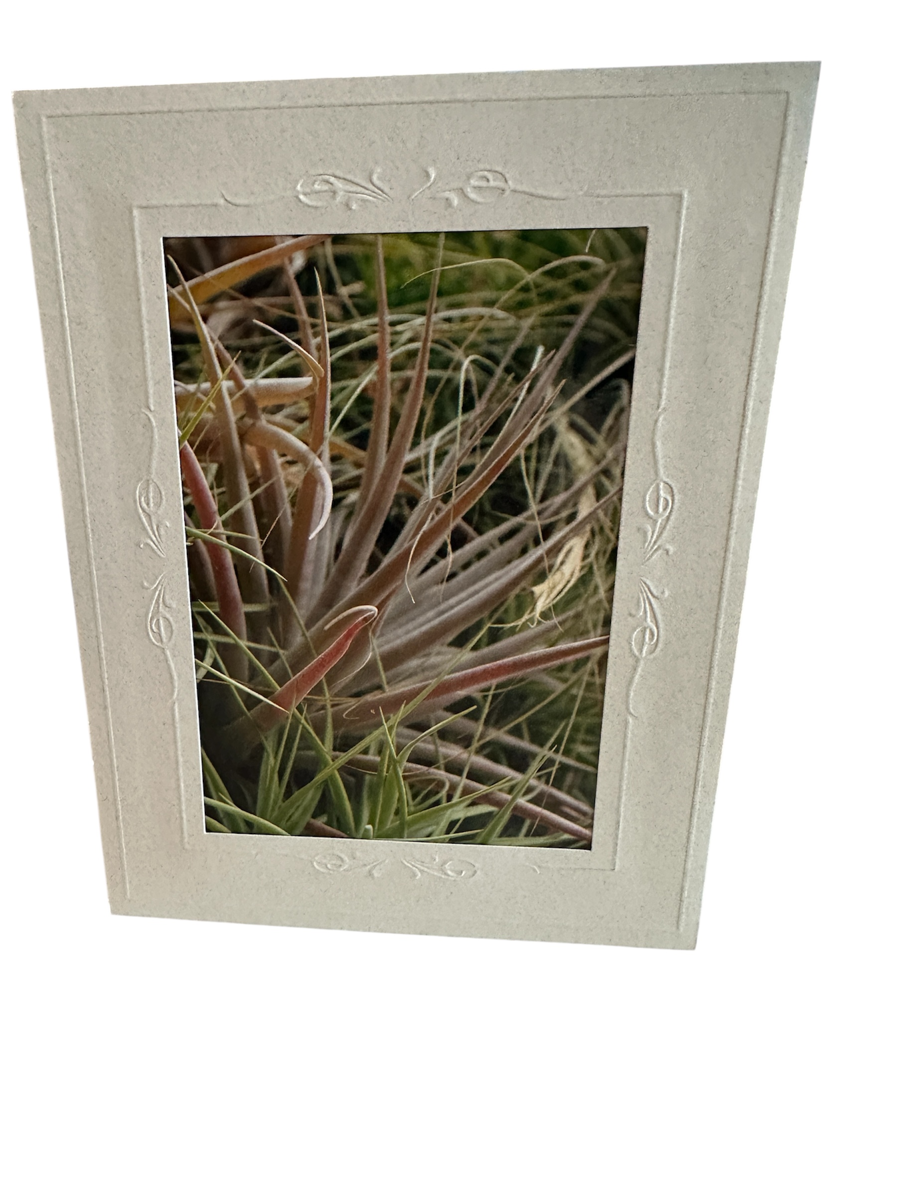 Card – Succulent Thin – Valued at $5