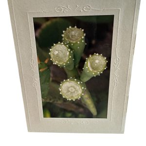 Card-Succulent - Valued at $5