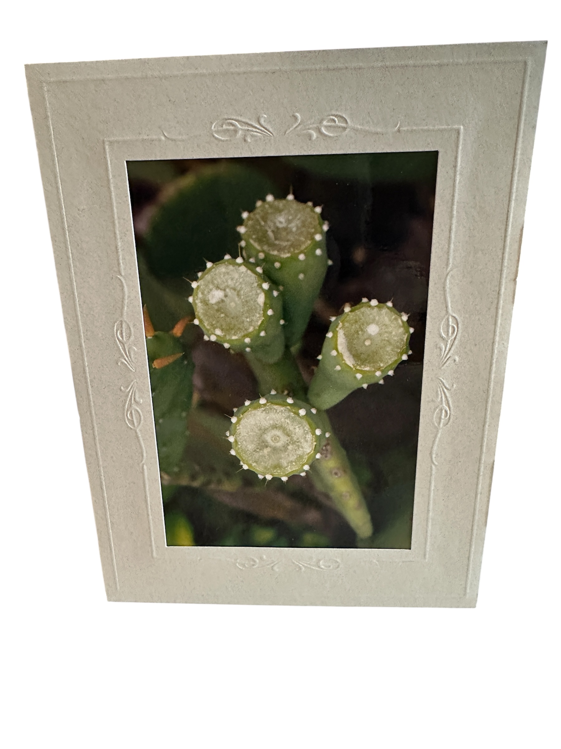 Card-Succulent – Valued at $5