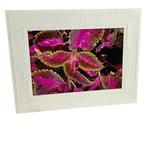 Card- Fuschia Green - Valued at $5