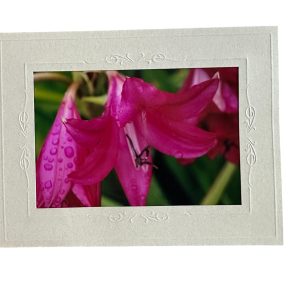 Card-Pink Lilly - Valued at $5